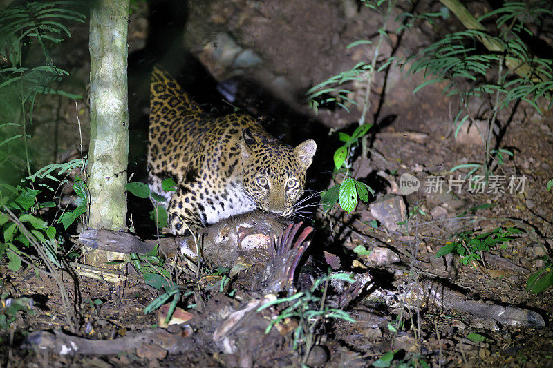 狩猎动物:成年雌豹(Panthera pardus)。